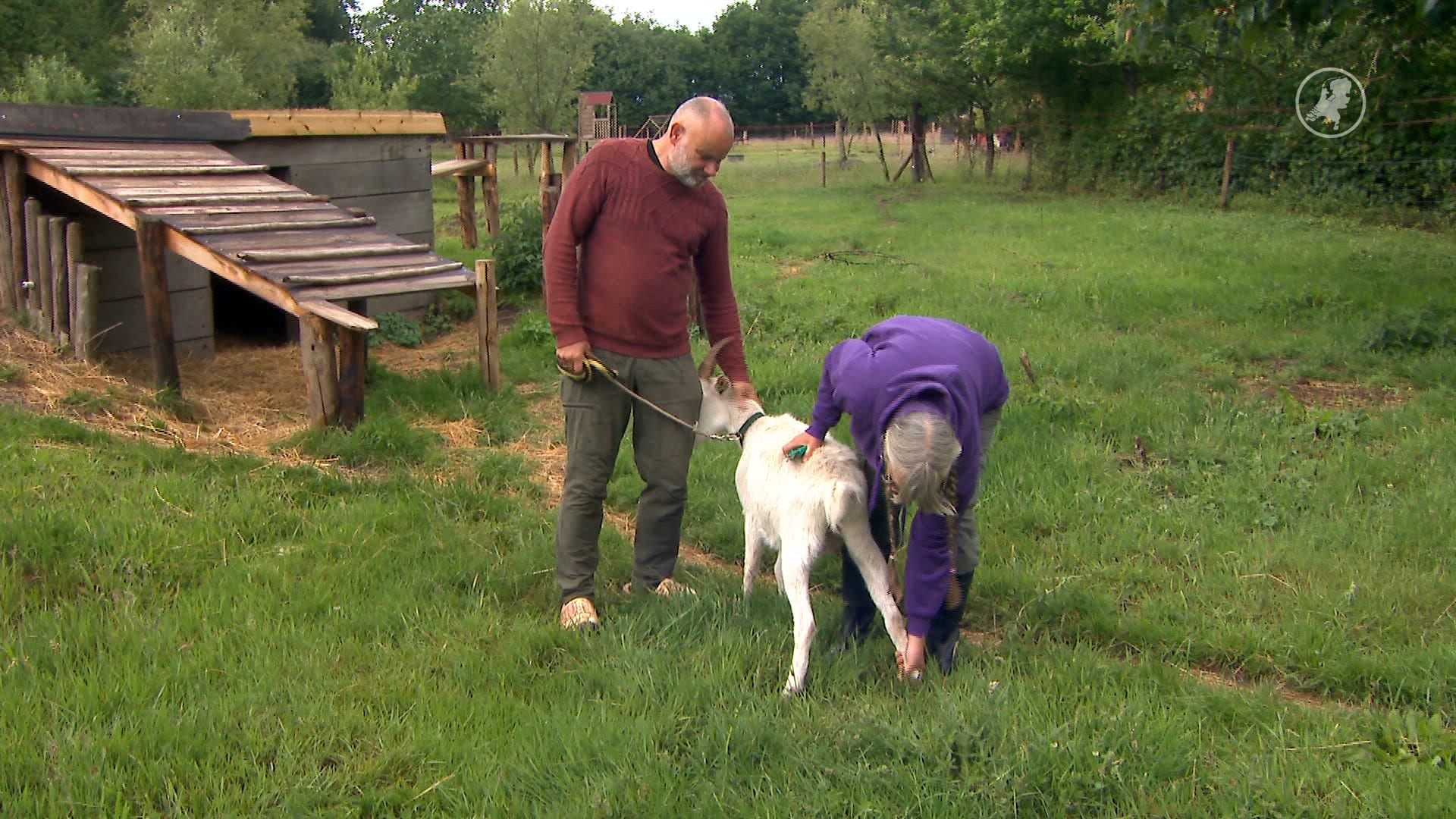 Dierenstichtingen hebben dringend geld nodig: veilig werken steeds lastiger