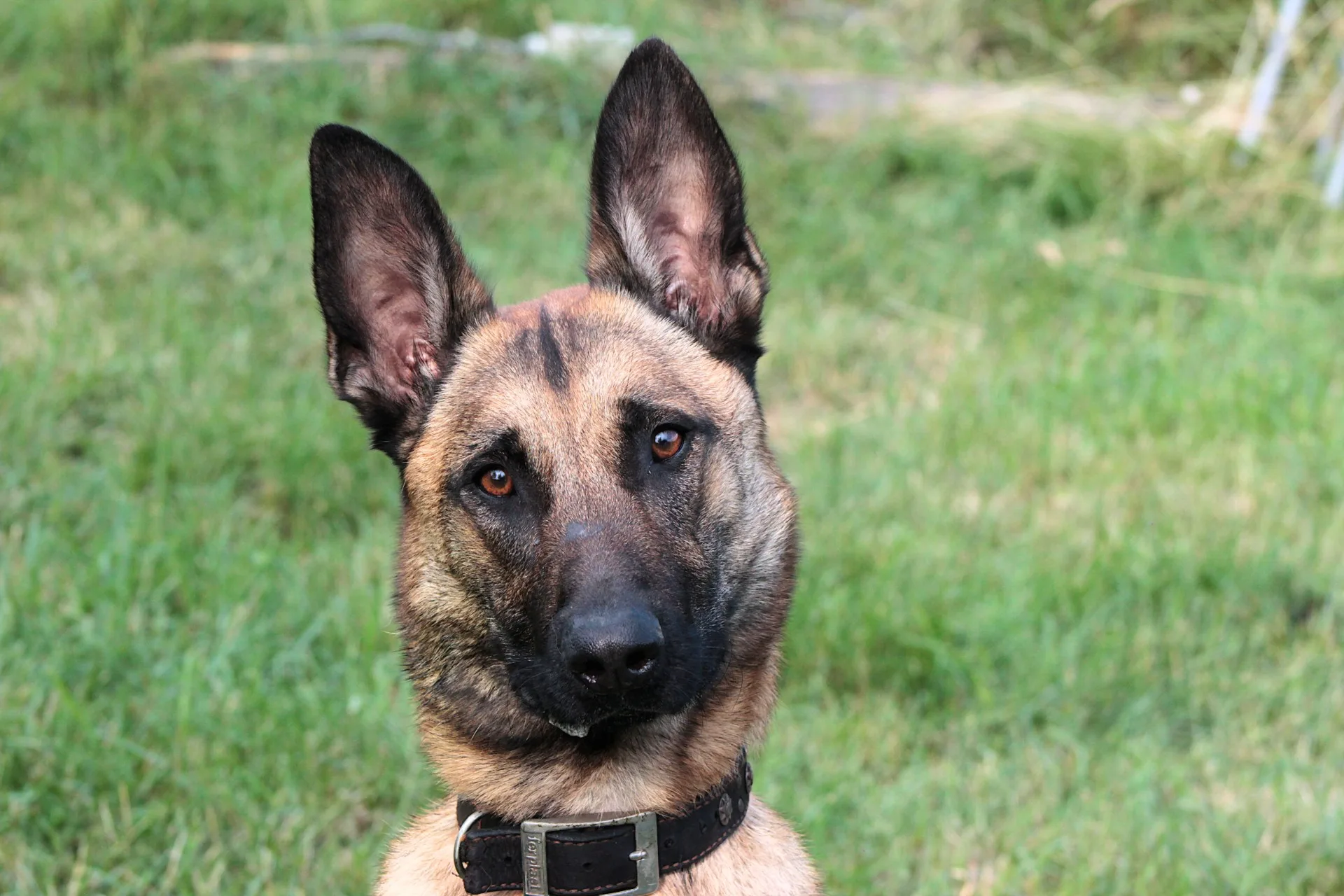 Hond kreeg klappen en stroomstoten tijdens hondentraining, man (74) opgepakt