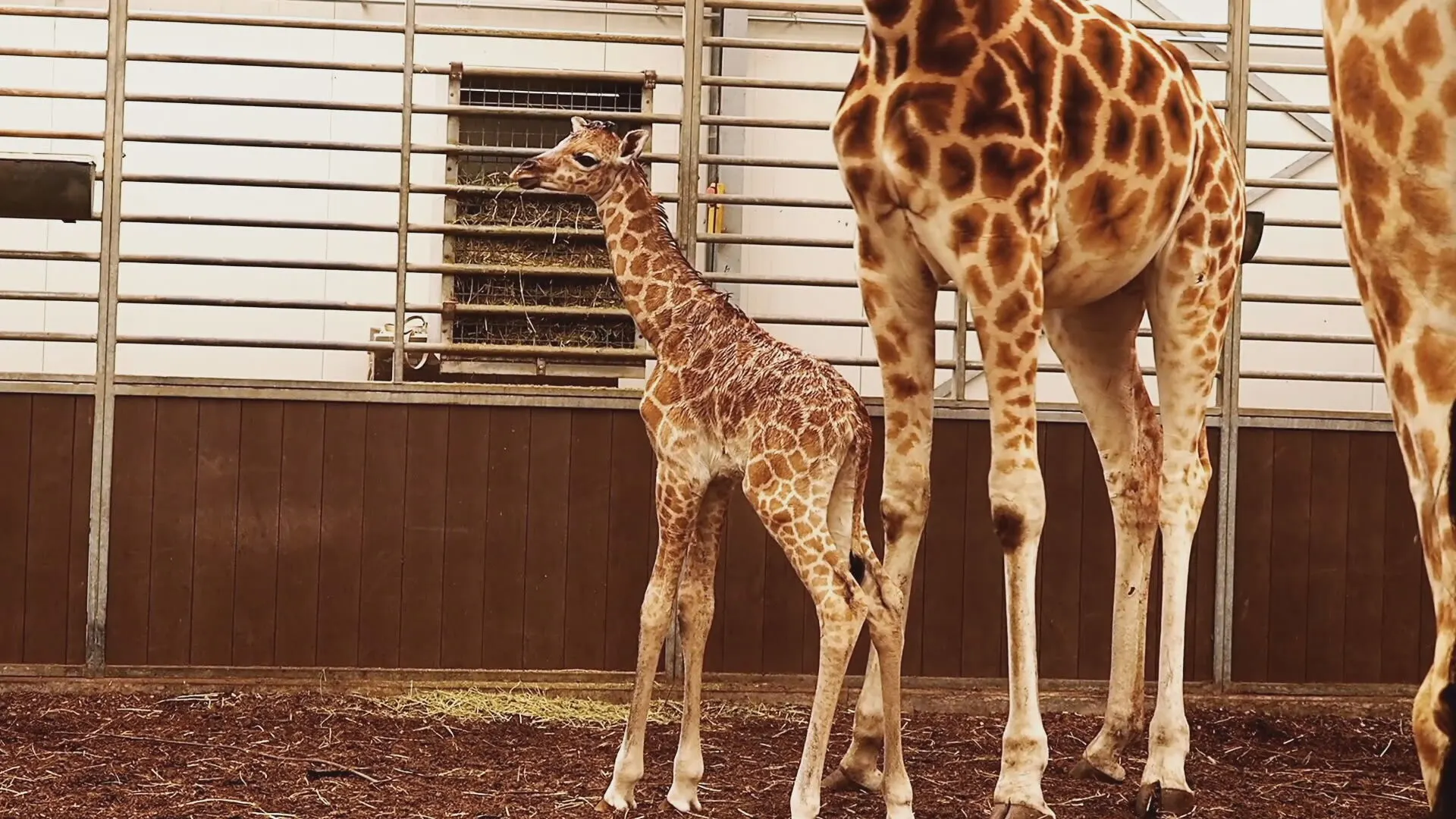 Feest in giraffenland: kalfje van zeer bedreigde soort geboren in Beekse Bergen