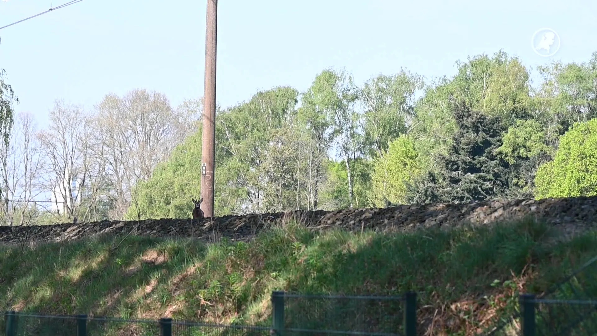 ProRail heeft handen vol aan ree die spoor bij Tilburg bezet houdt