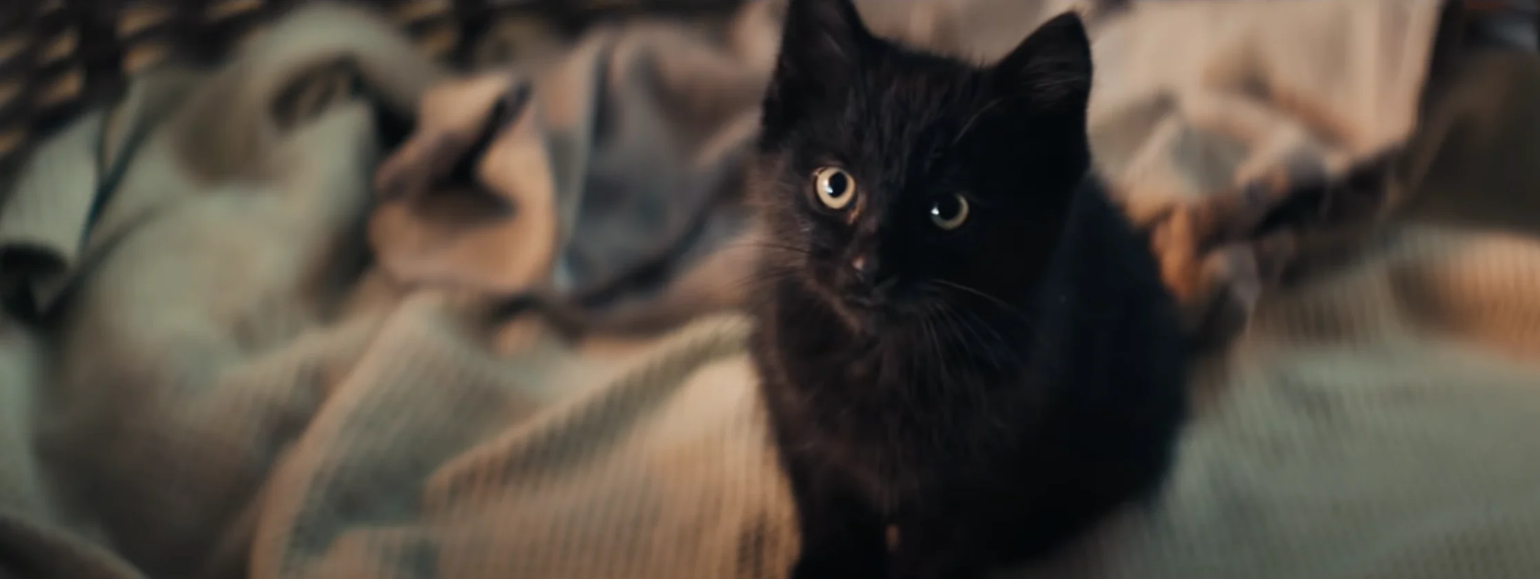 Staatsloterij wint Gouden Loeki met zwarte adoptiekitten Frummel