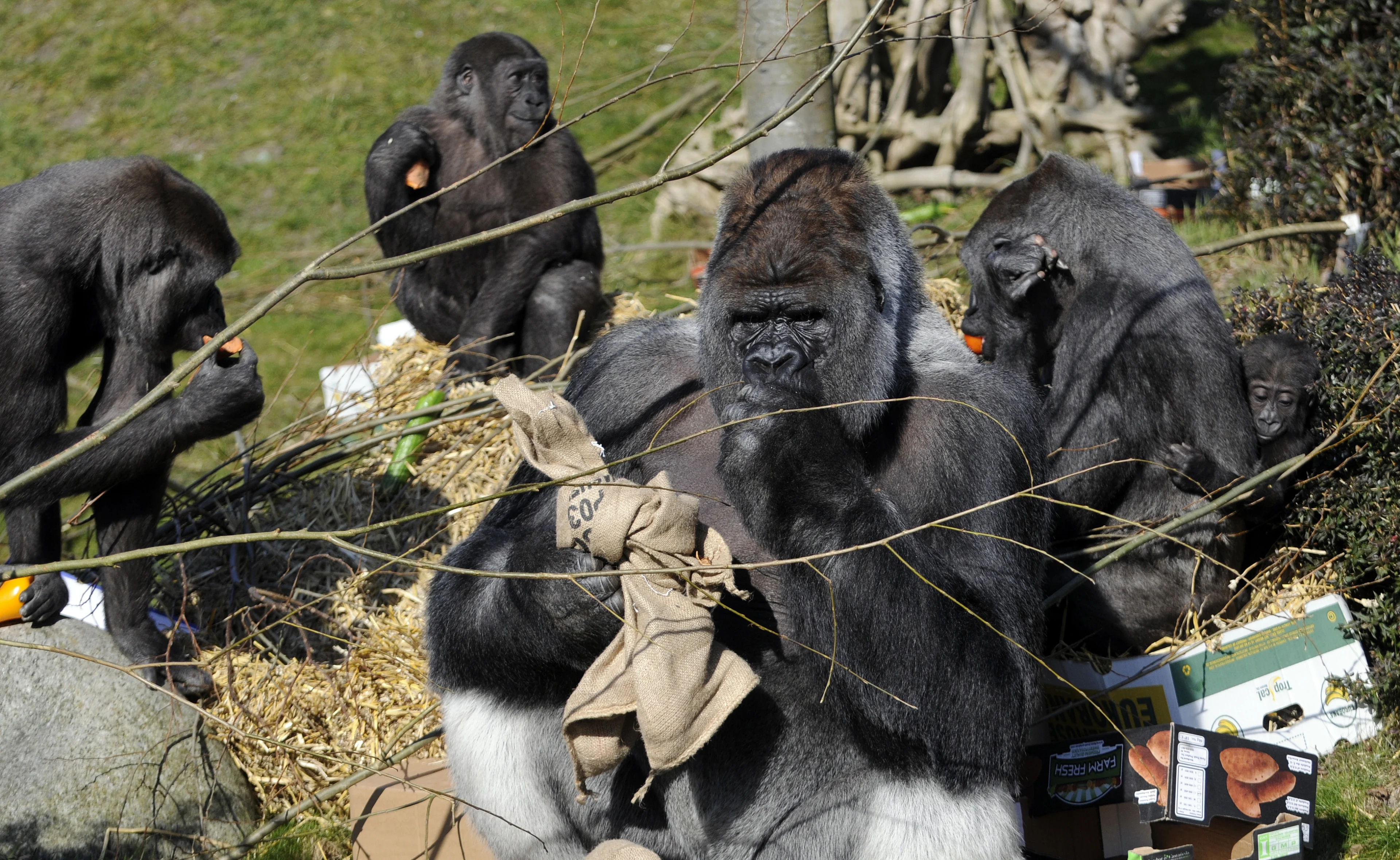 Blijdorp neemt afscheid van alle gorilla's