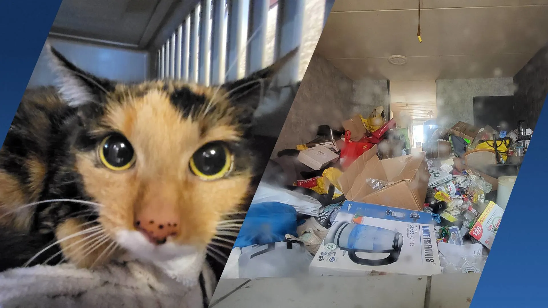 Katten gered uit woning Drimmelen, leefden in 'vuilnisbelt van afval en ontlasting'