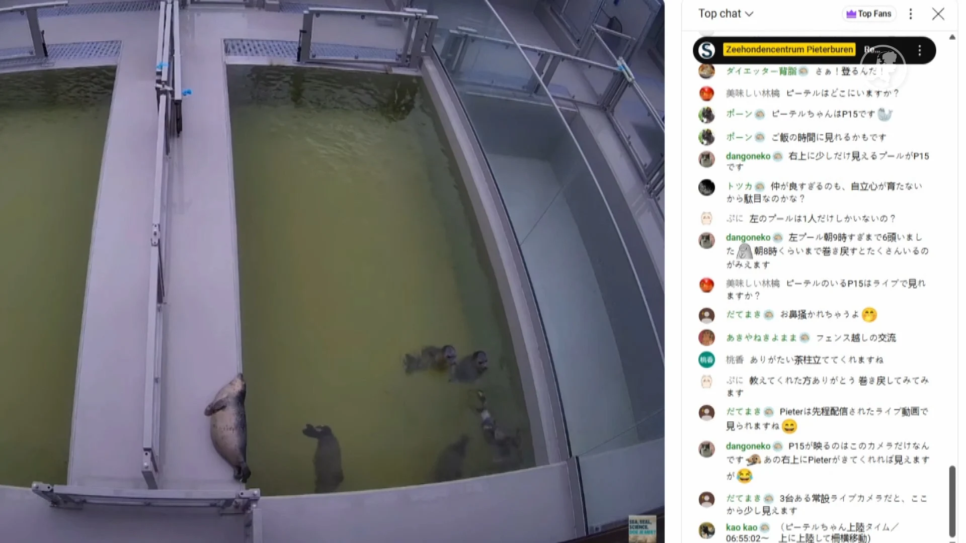 Unieke zeehondentegels uit Pieterburen onder de hamer