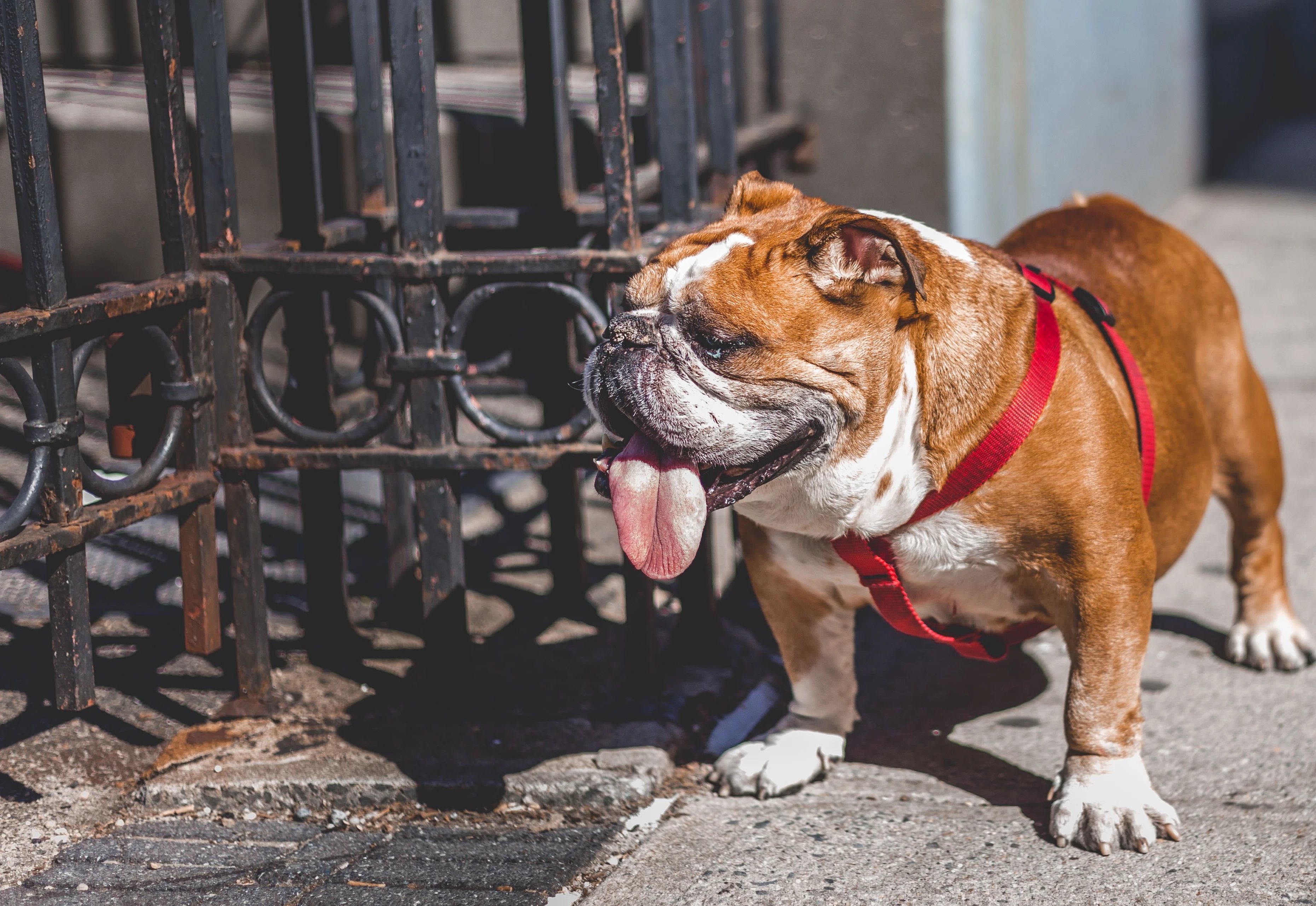 Dode Bulldog in sporttas gedumpt in water bij Overijsselse Dwarsgracht