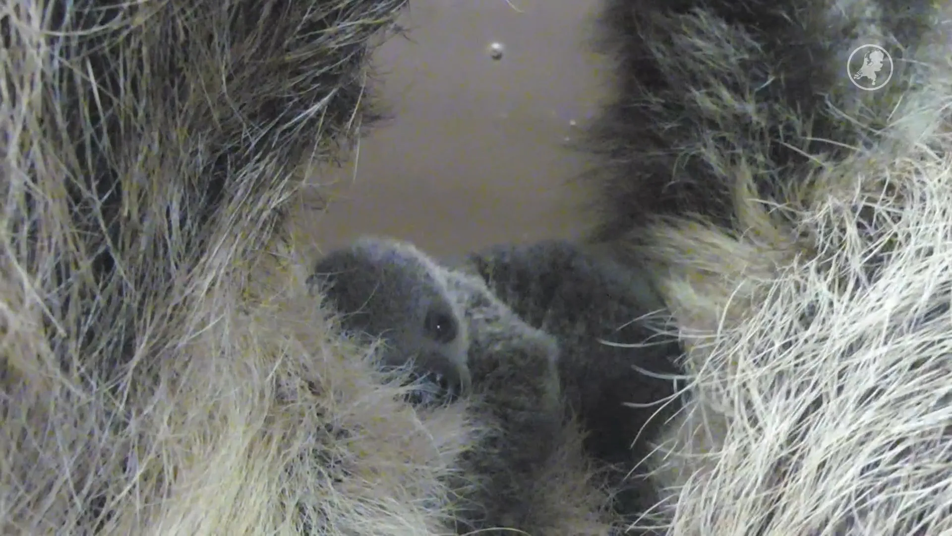 Pasgeboren luiaardjong overleden in AquaZoo Leeuwarden