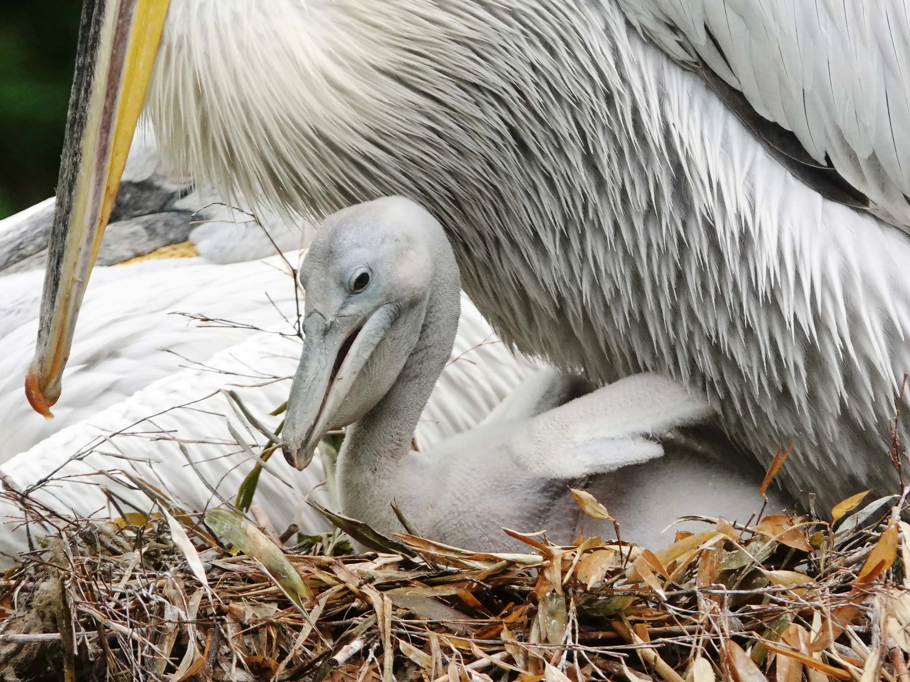 Zeldzaam pelikaankuiken uit ei gekropen in DierenPark Amersfoort