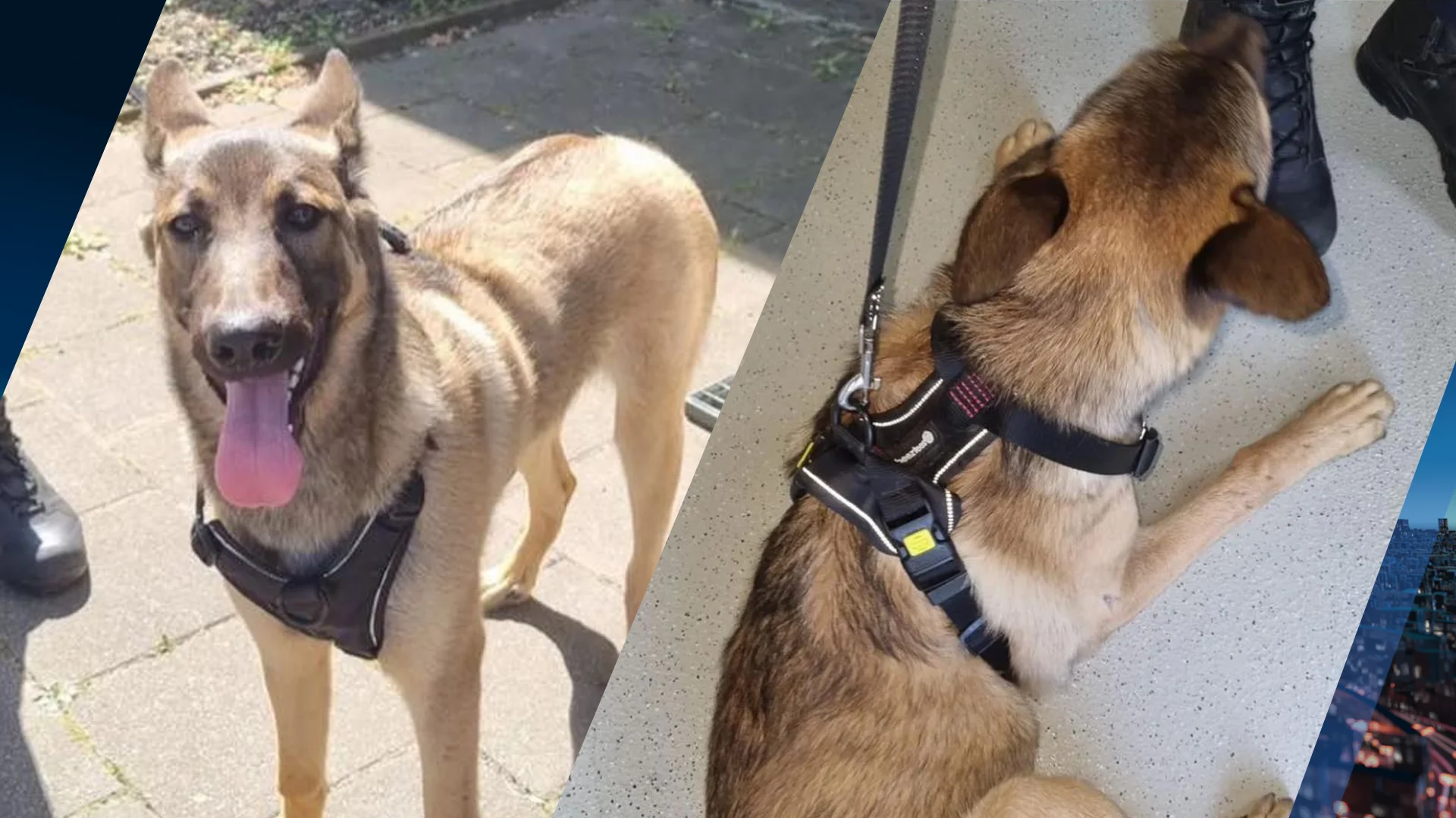 Hond vastgebonden en alleen achtergelaten in bos, politie doet oproep