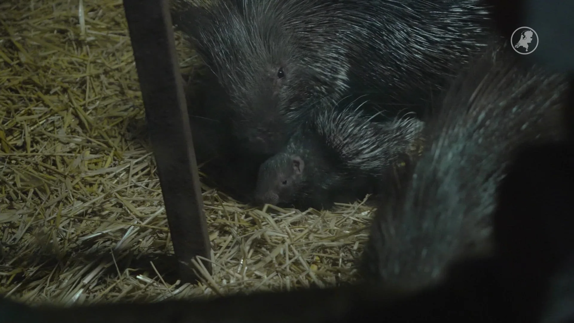 Witstaartstekelvarken geboren in DierenPark Amersfoort