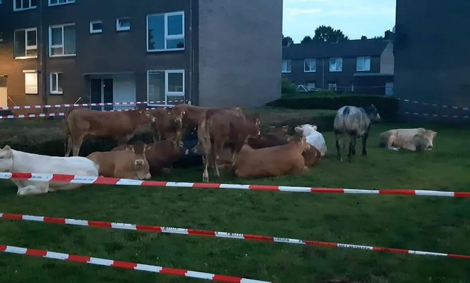 Ontsnapte koeien zetten Heerlen op stelten