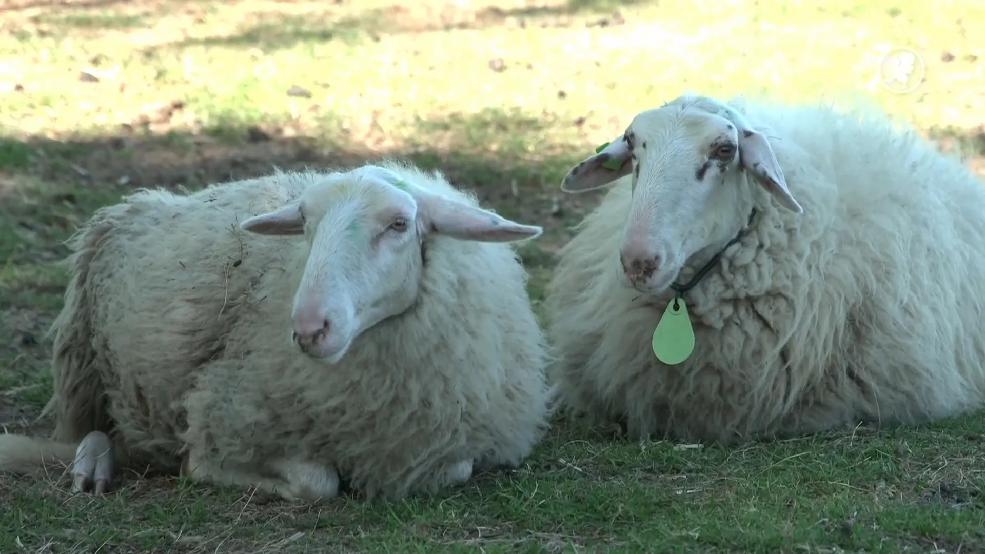 Schaapskudde Elspeet stopt na 50 jaar door klagende omwonenden