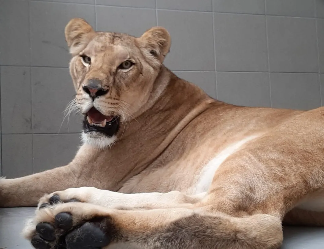 Twee leeuwinnen uit failliet Slowaaks hotel opgevangen door Stichting Leeuw