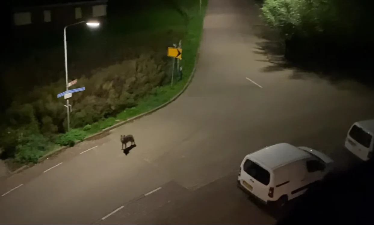 Janet filmt hoe wolf door haar straat wandelt: 'Het was echt een imposant en groot beest'