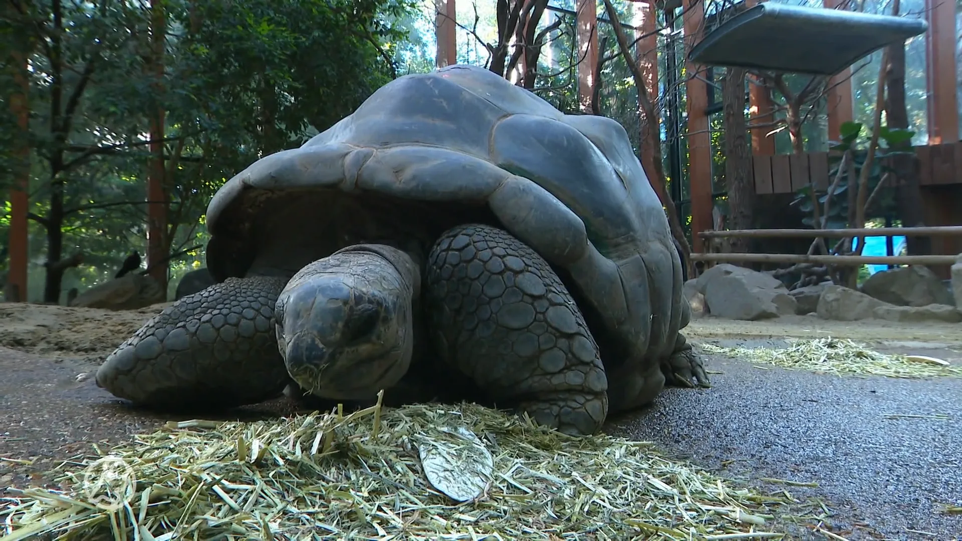 Ook dierentuinen in de nesten door energieprijzen: 'Maar de verwarming gaat niet uit'