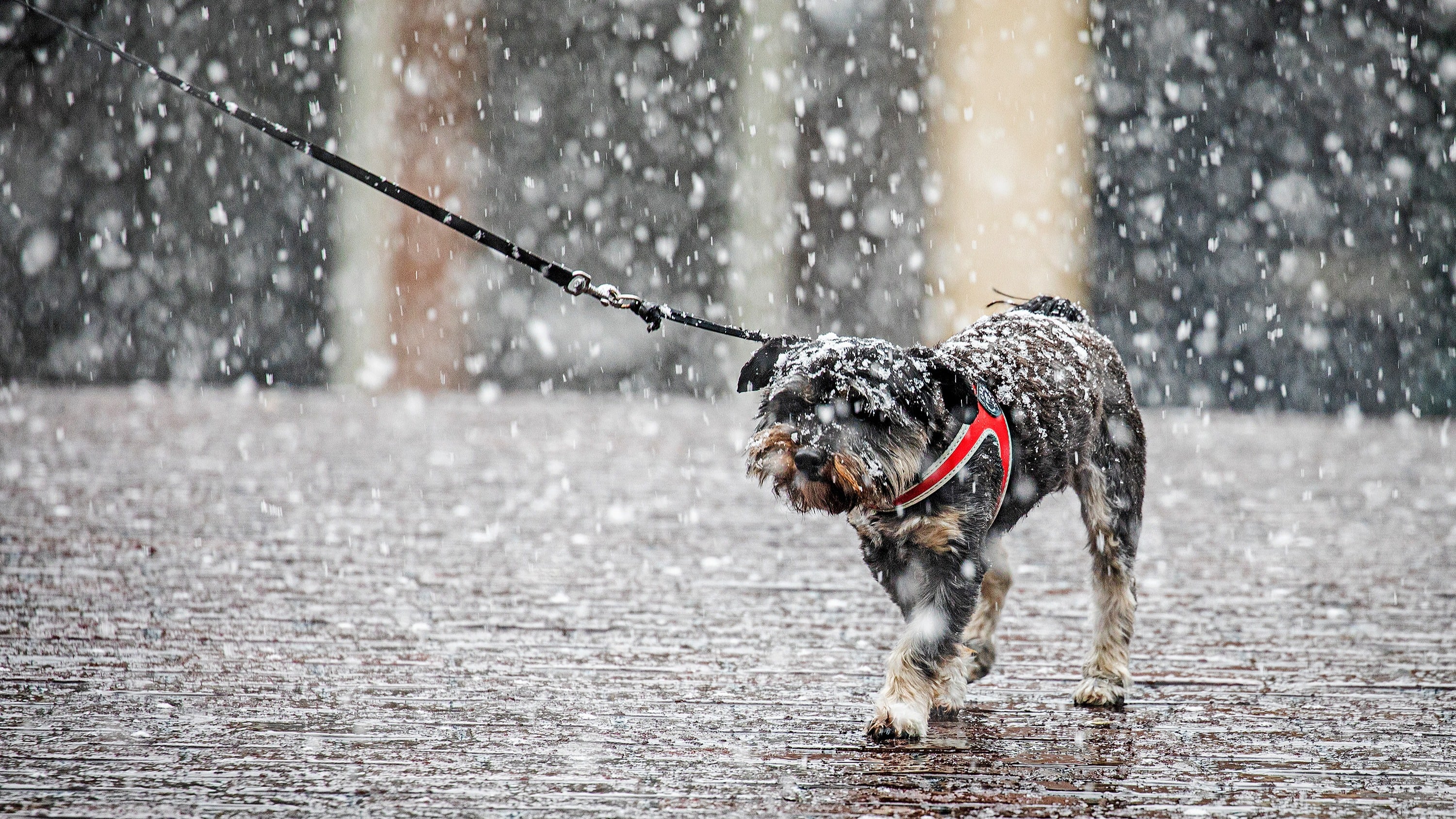 Grote kans op sneeuw dinsdag: waar valt het en blijft het ook liggen?