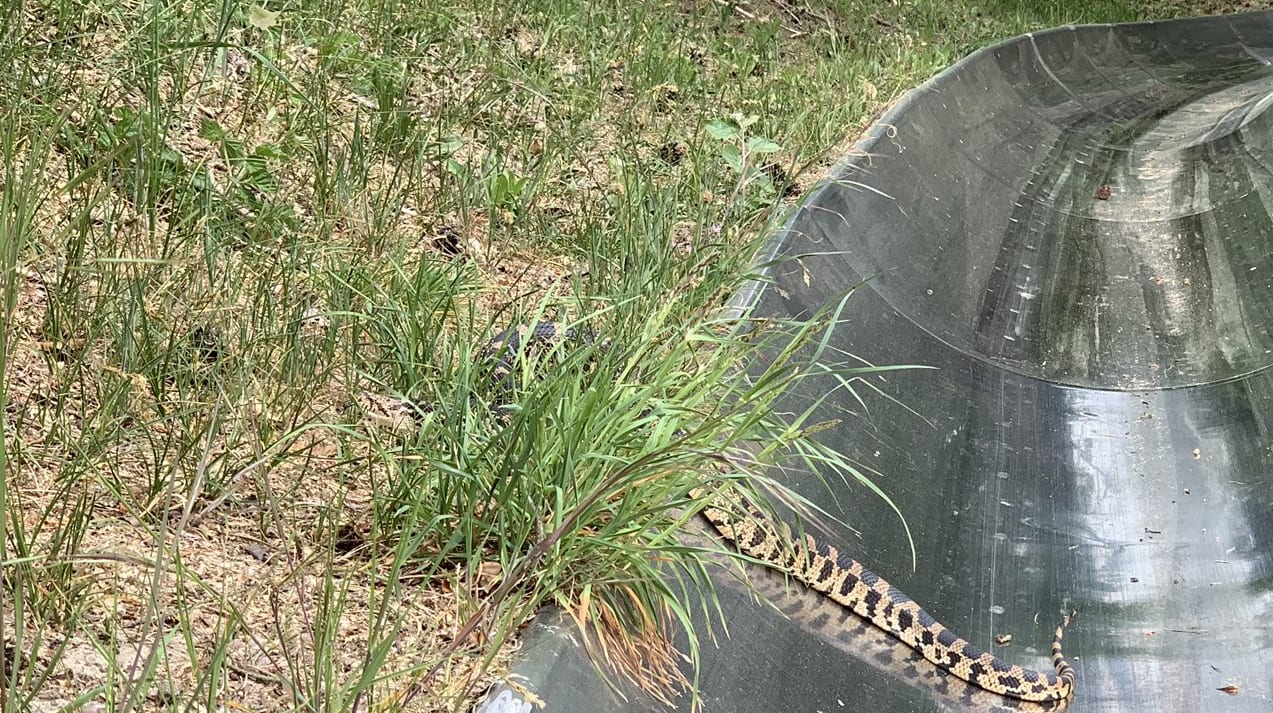 Jongen rijdt wilde slang aan tijdens ritje in rodelbaan