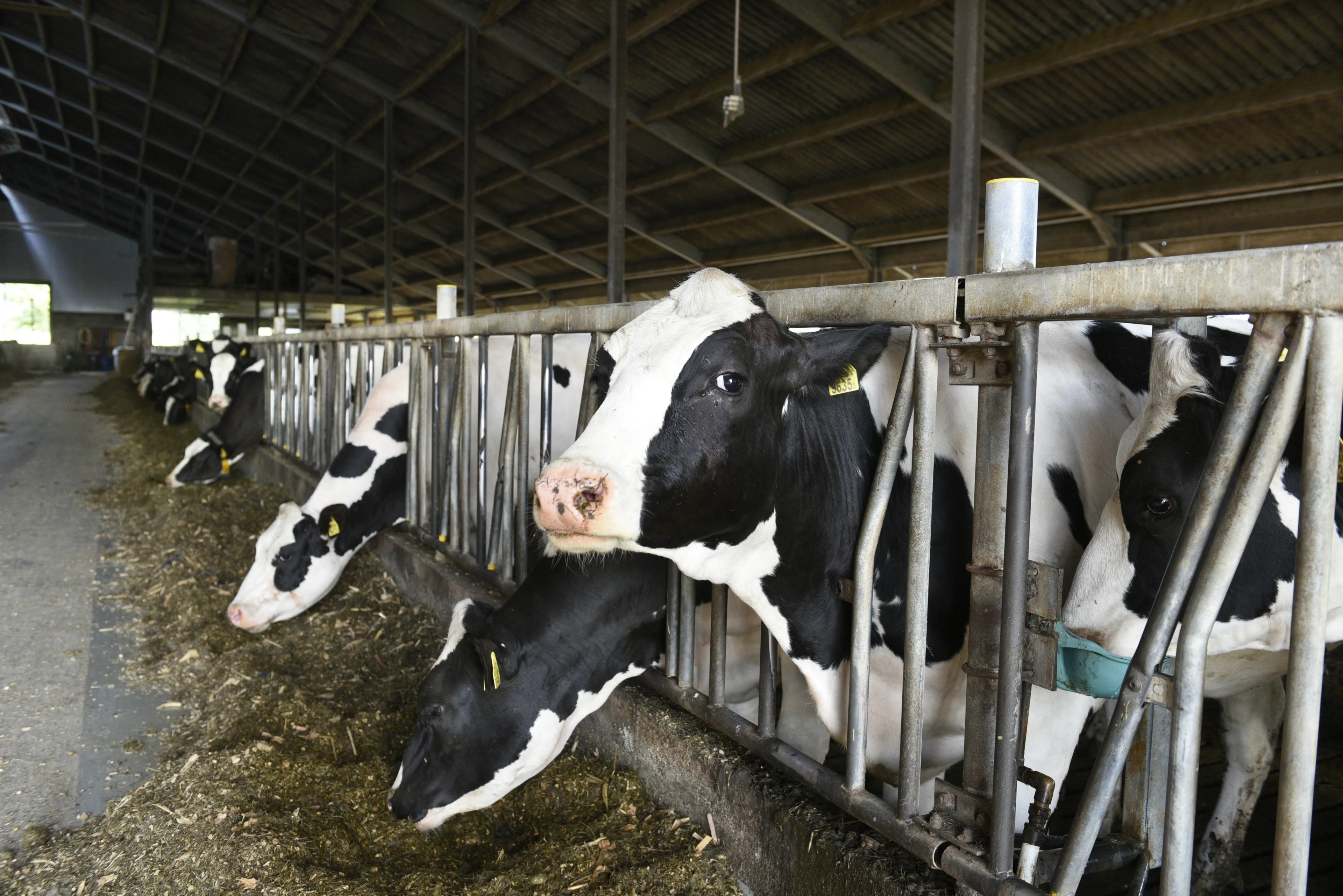 'Innovatie boeren moet ook kunnen zonder uitbreiding veestapel'