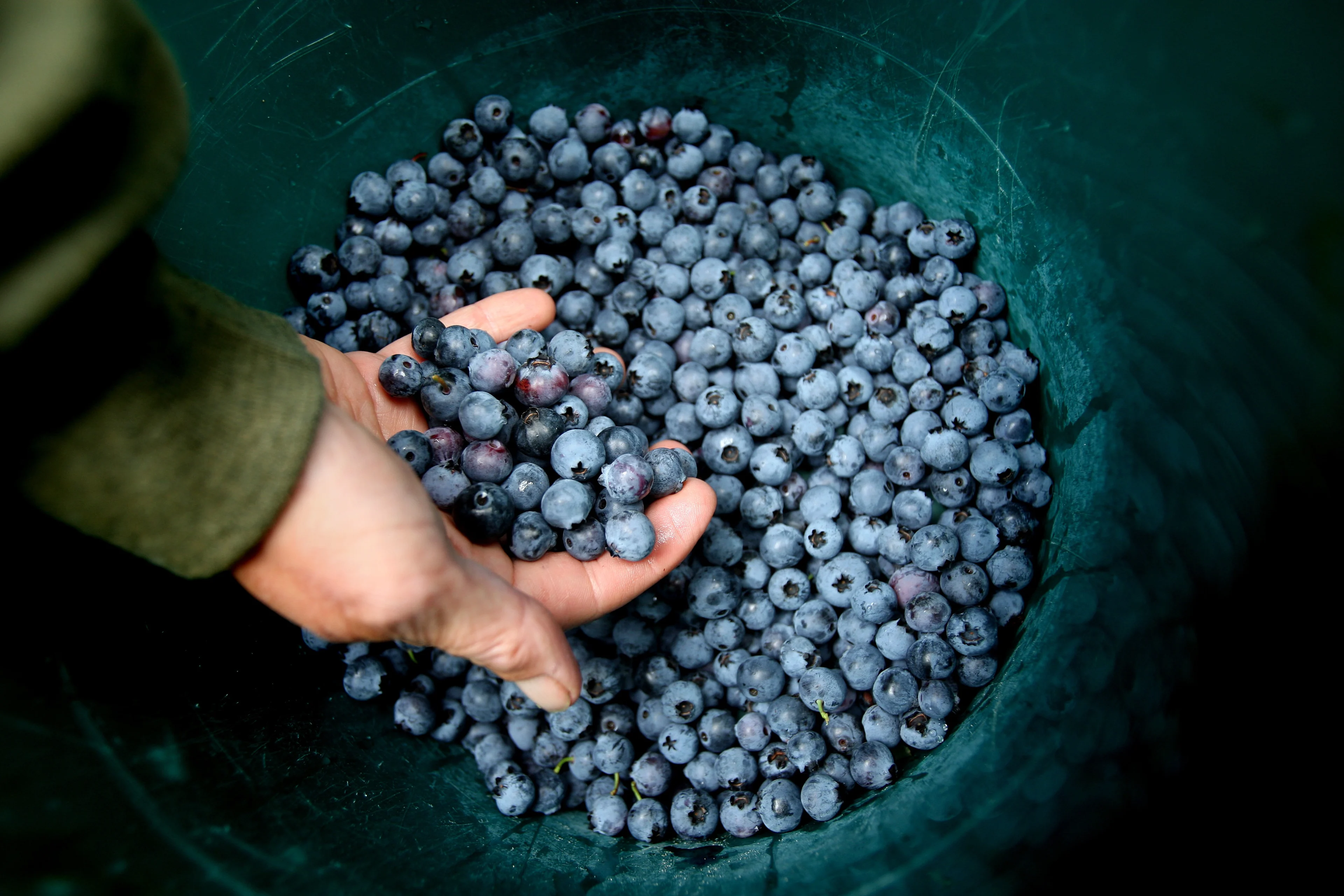 Bijna helft telers blauwe bessen overtreedt regels bestrijdingsmiddelen