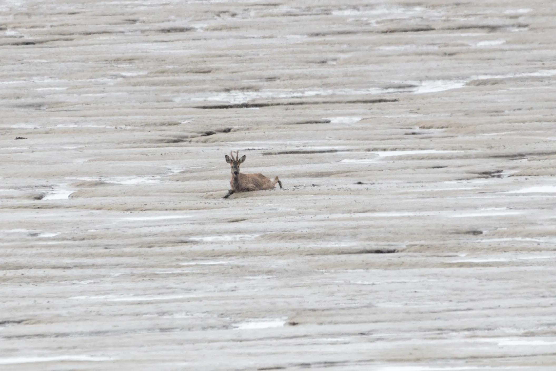 Wadlopend reetje zet Friese dorpje Zwarte Haan op stelten