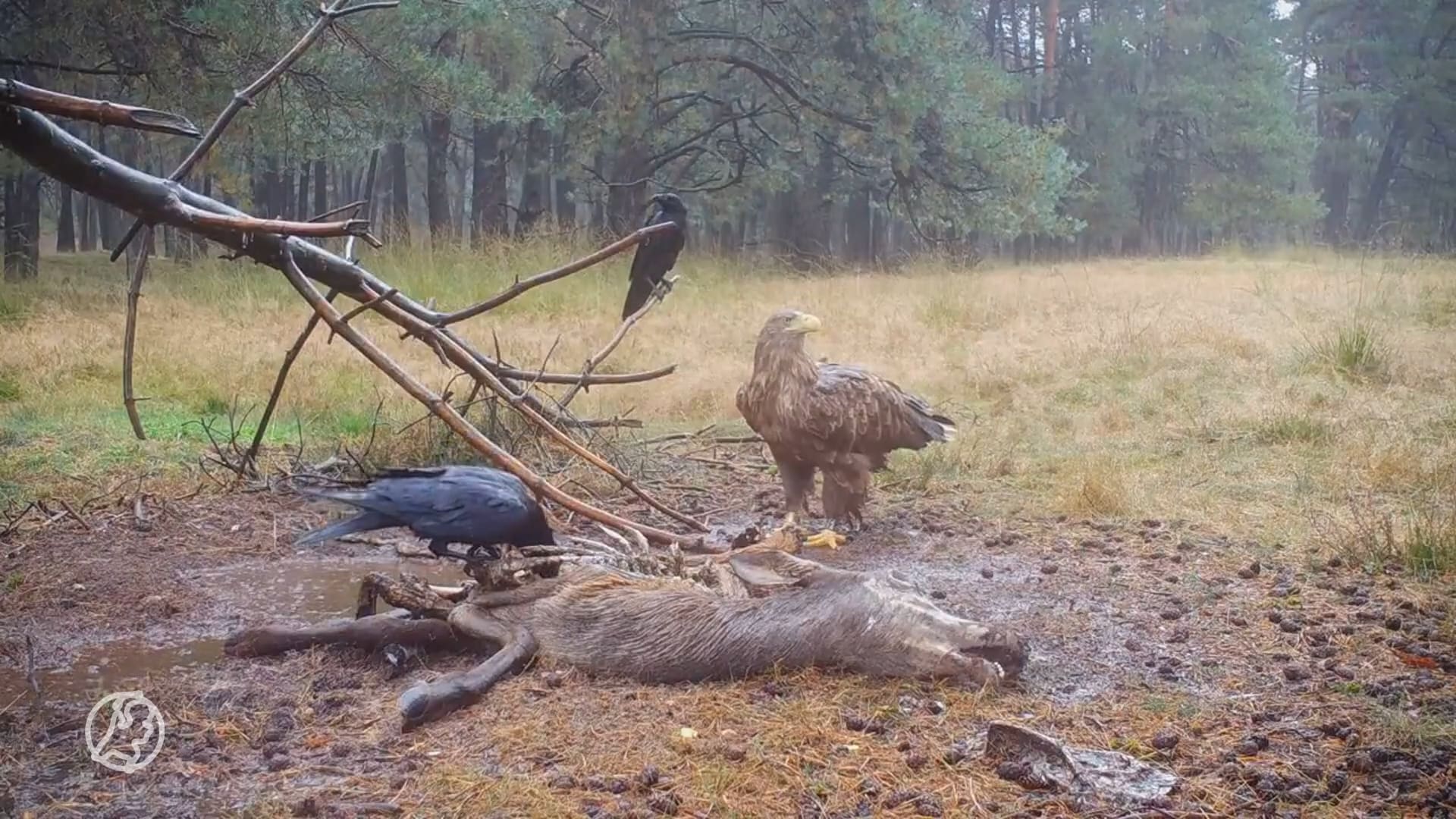 Unieke beelden: zeearend verschijnt voor wildcamera op Zuid-Veluwe