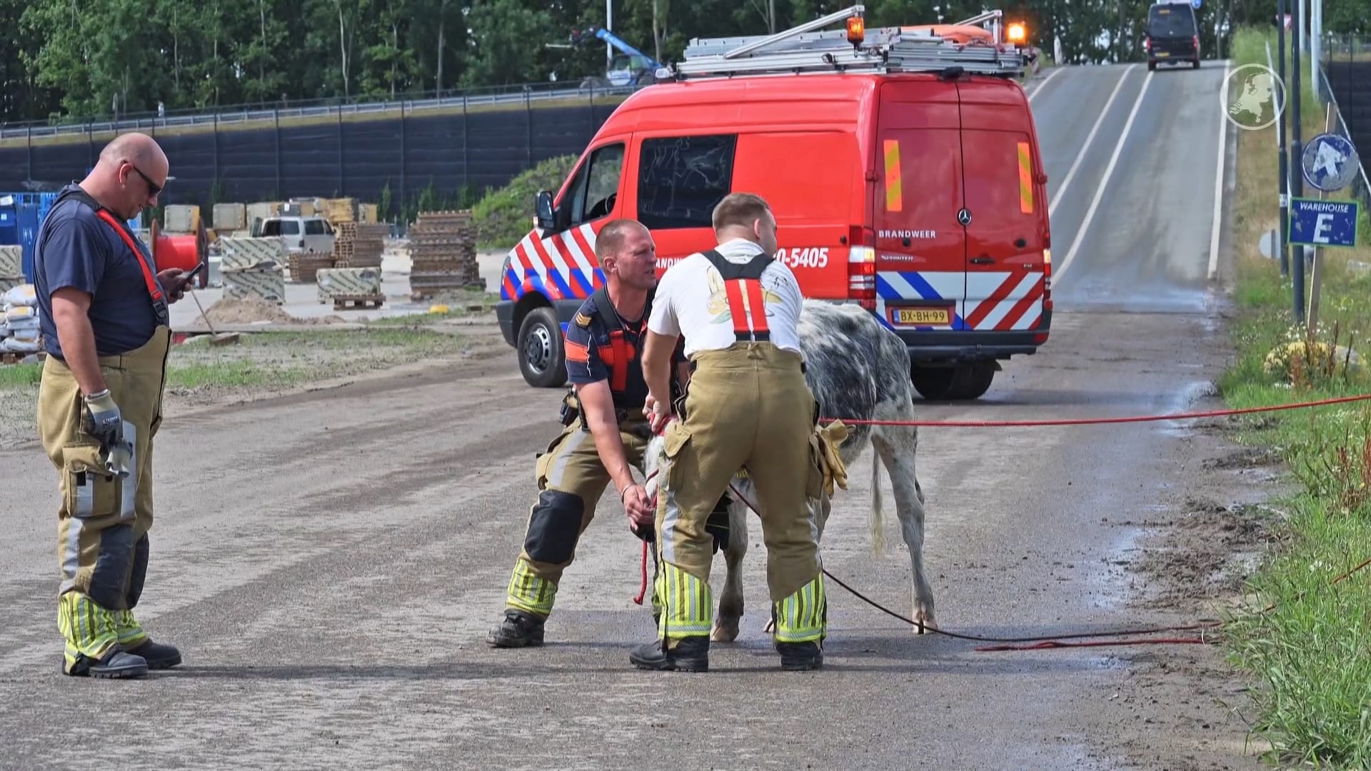 Zeventig koeien ontsnappen in Moerdijk, brandweer ingezet om ze terug te krijgen