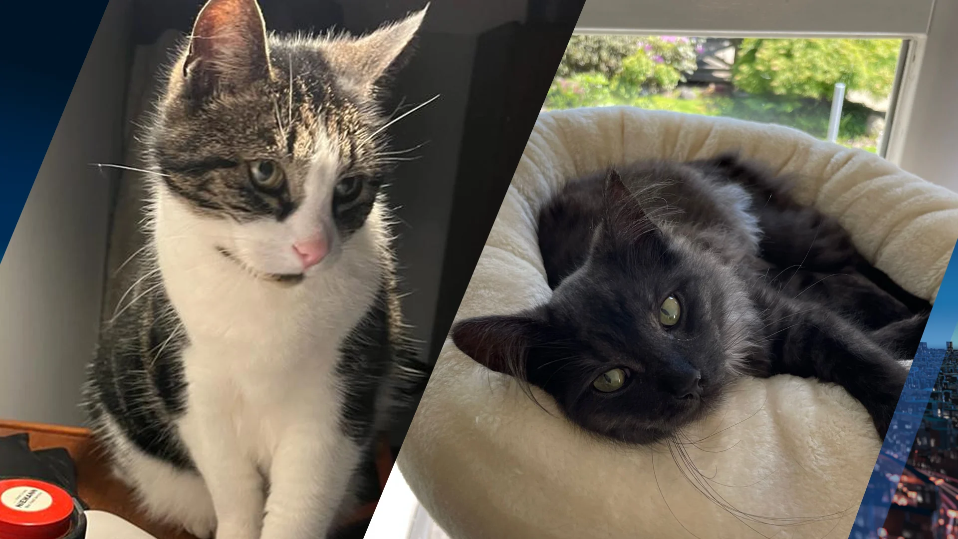 Vrees voor kattenkiller in Boskoop: meerdere buurtkatten dood in water