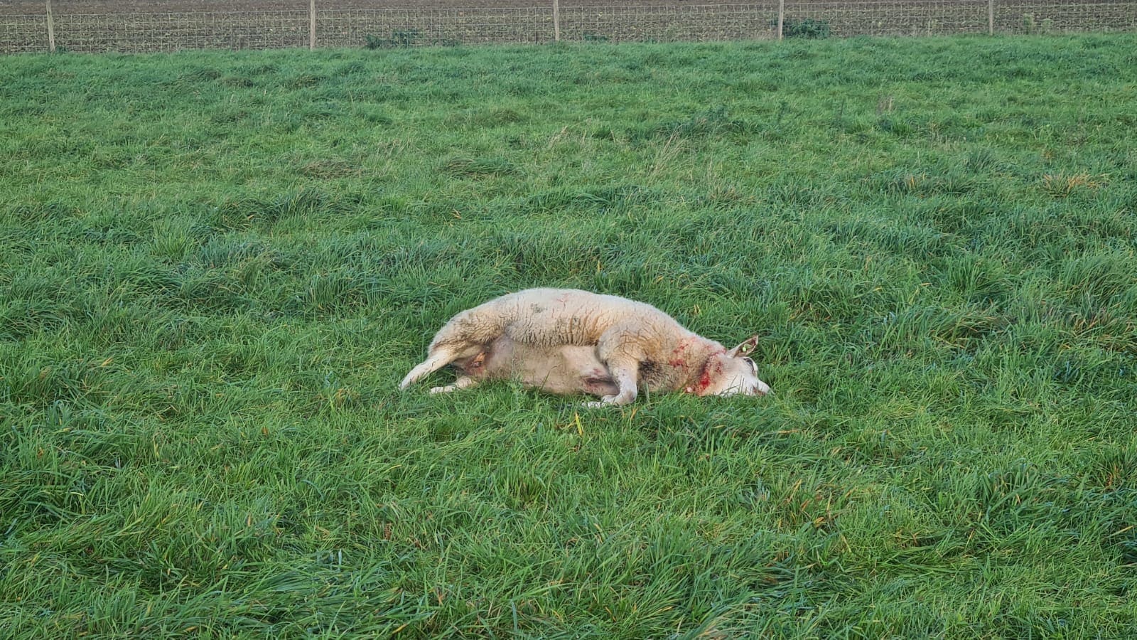 Schapenhouder en fel tegenstander wolf nu zelf getroffen door aanval
