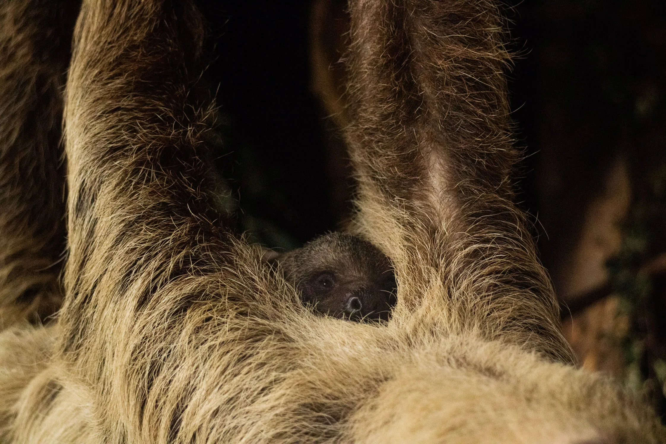 Succesvolste luiaardkoppel van Europa: Amaka en Quasimodo zetten weer baby-luiaard op de wereld