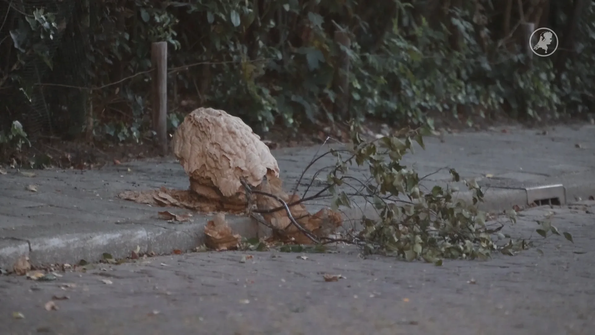 Nest Aziatische hoornaars valt op stoep inwoonwijk: 'Kan een kind doodsteken'