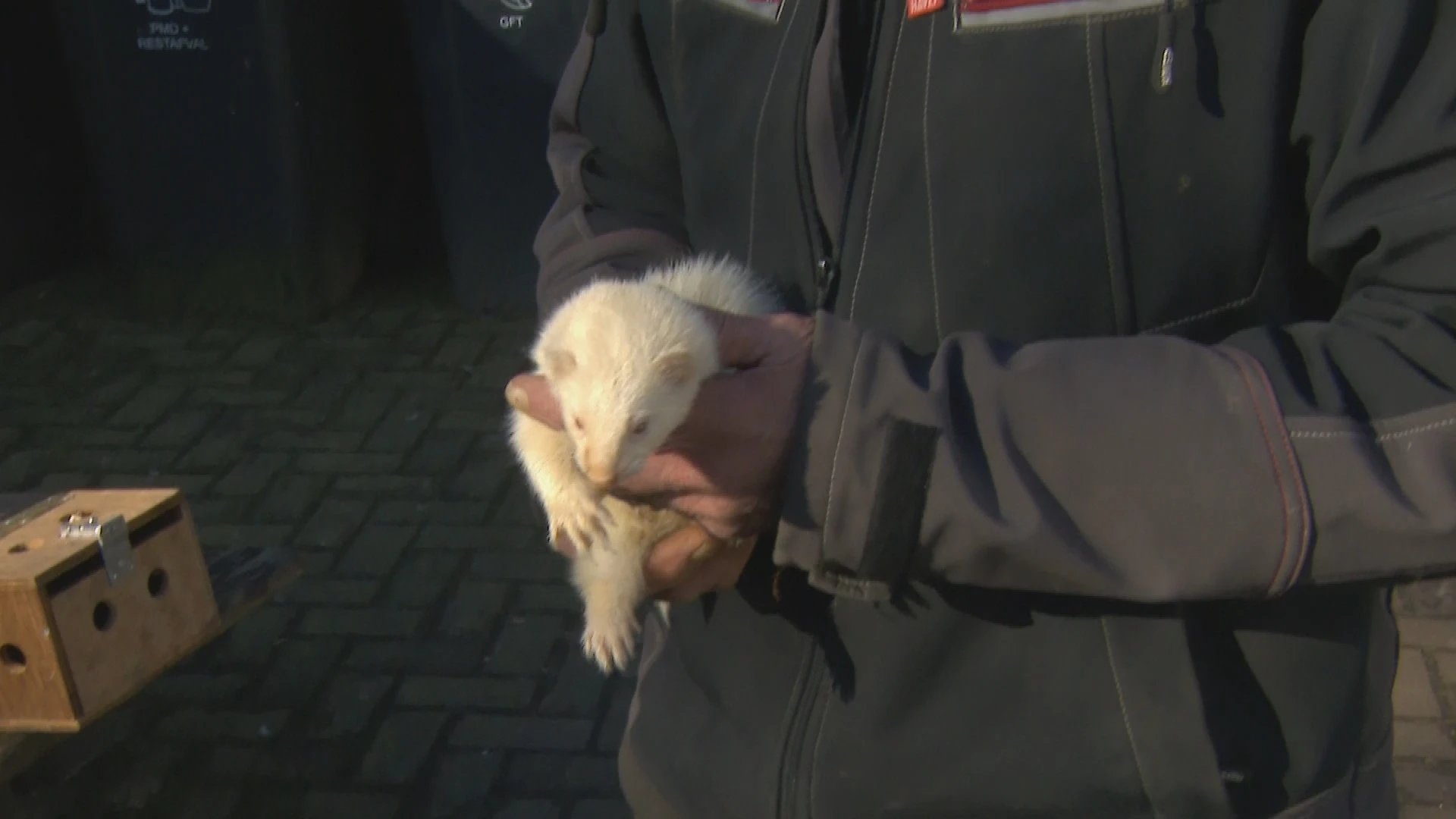 Steden krijgen steeds meer last van ratten, Rotterdam bedenkt deze oplossing