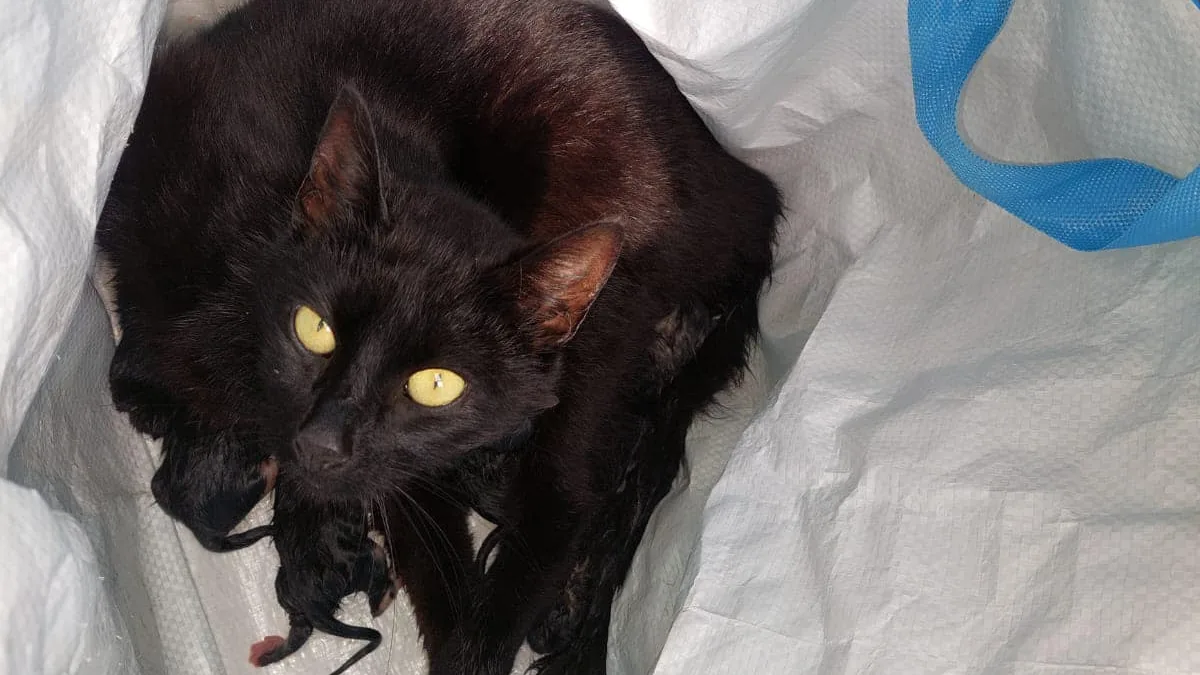 Gedumpte zwangere poes bevalt in boodschappentas van kittens