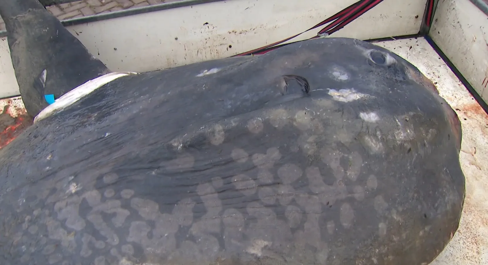 Verdwaalde op Ameland aangespoelde maanvis overgebracht naar Naturalis 