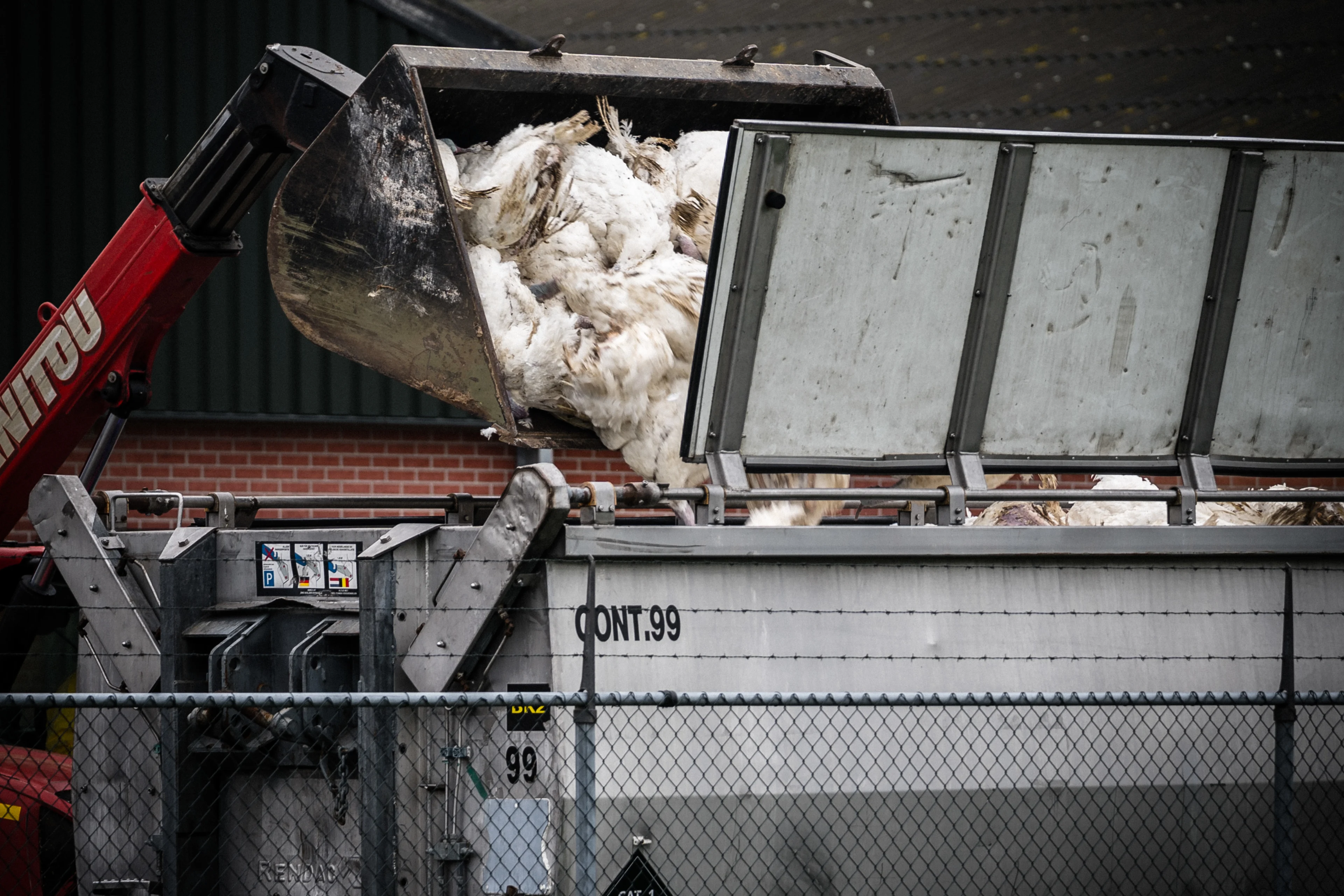 Bijna 65.000 kalkoenen geruimd na vaststellen vogelgriep op Gelders bedrijf