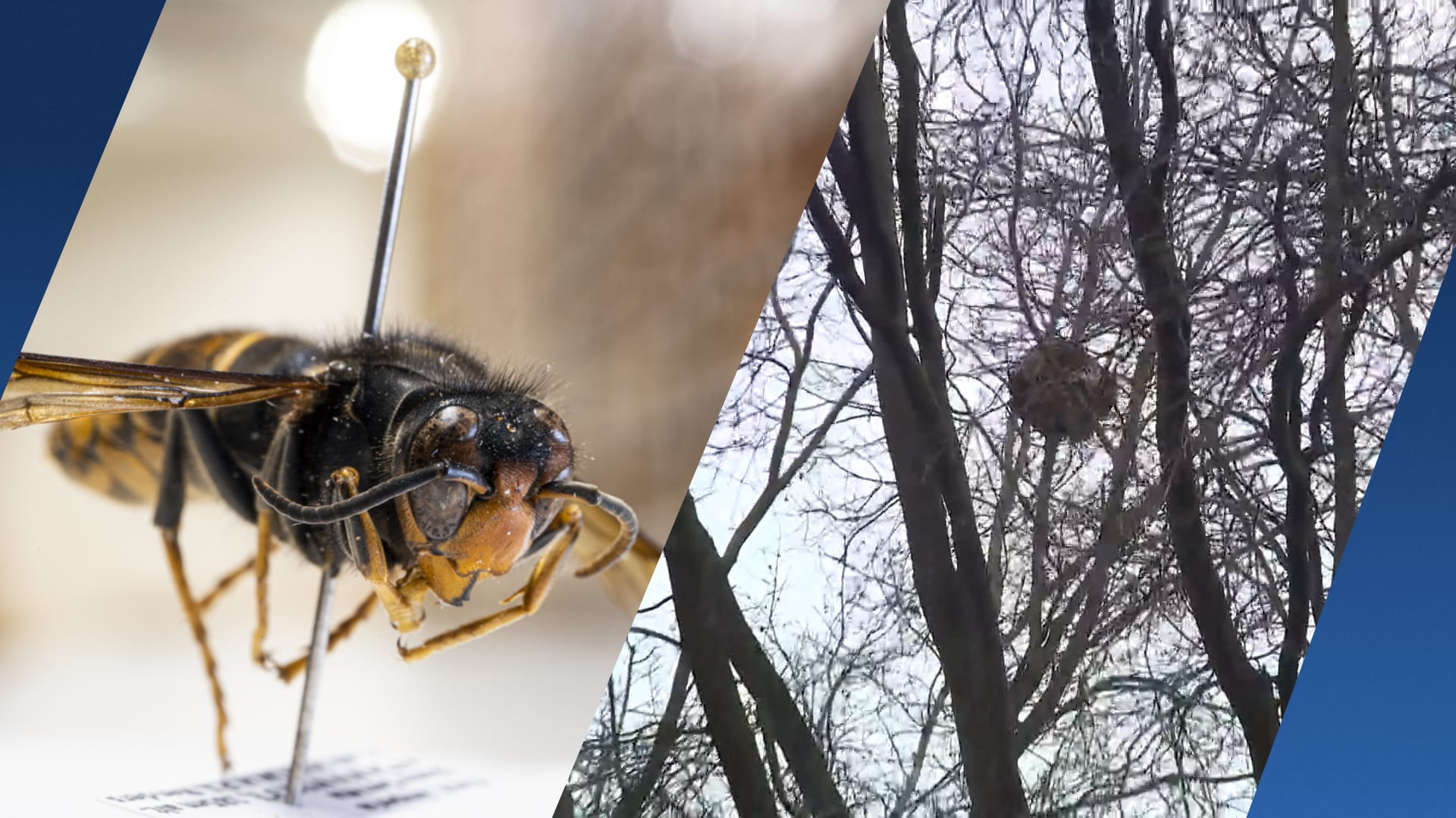 Winter nog niet voorbij, maar gevaar van hoornaar dient zich alweer aan