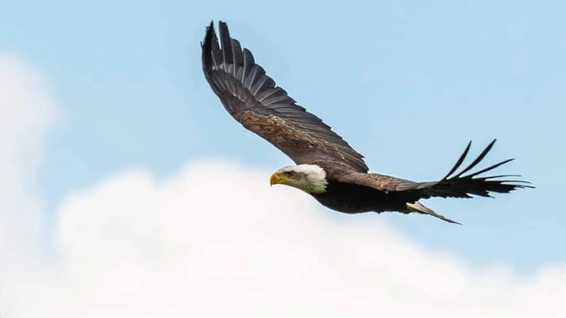 Zeearend van Gerard en Bettine al vijf dagen zoek: 'Normaal komt hij altijd terug'