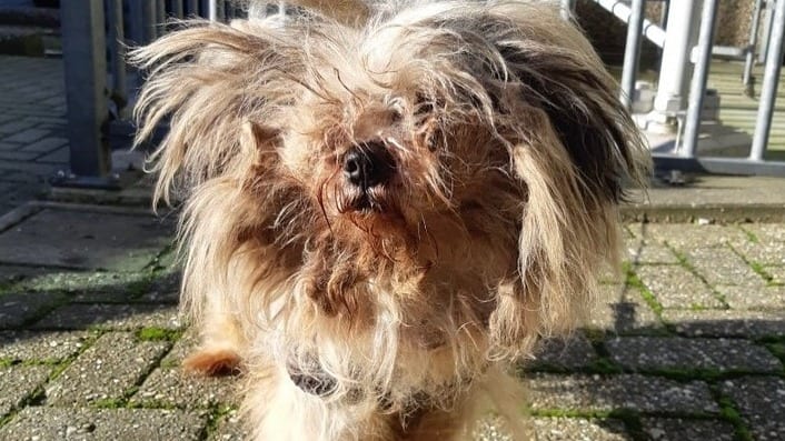 Politie redt zwaar verwaarloosd hondje uit woning Maastricht: 'Triest dat dit nog steeds gebeurt'