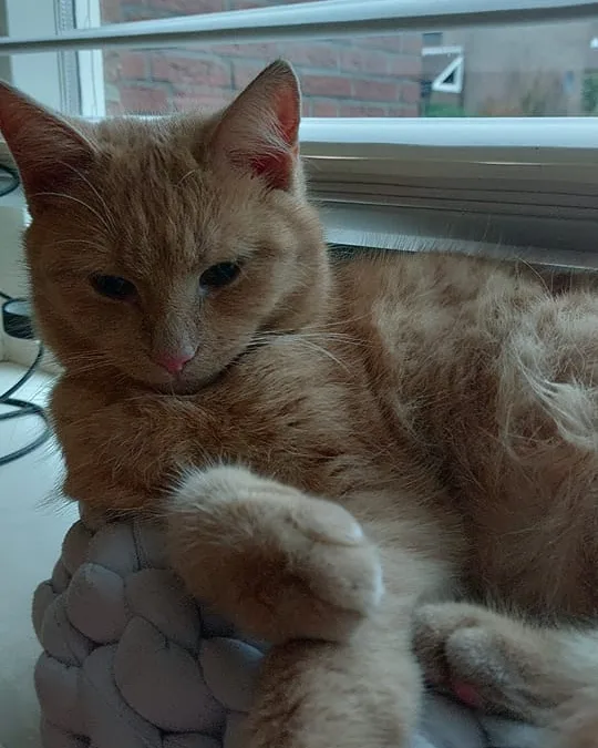 Kat Guusje uit Zwaag doodgeschoten, twee kogels in lichaam gevonden