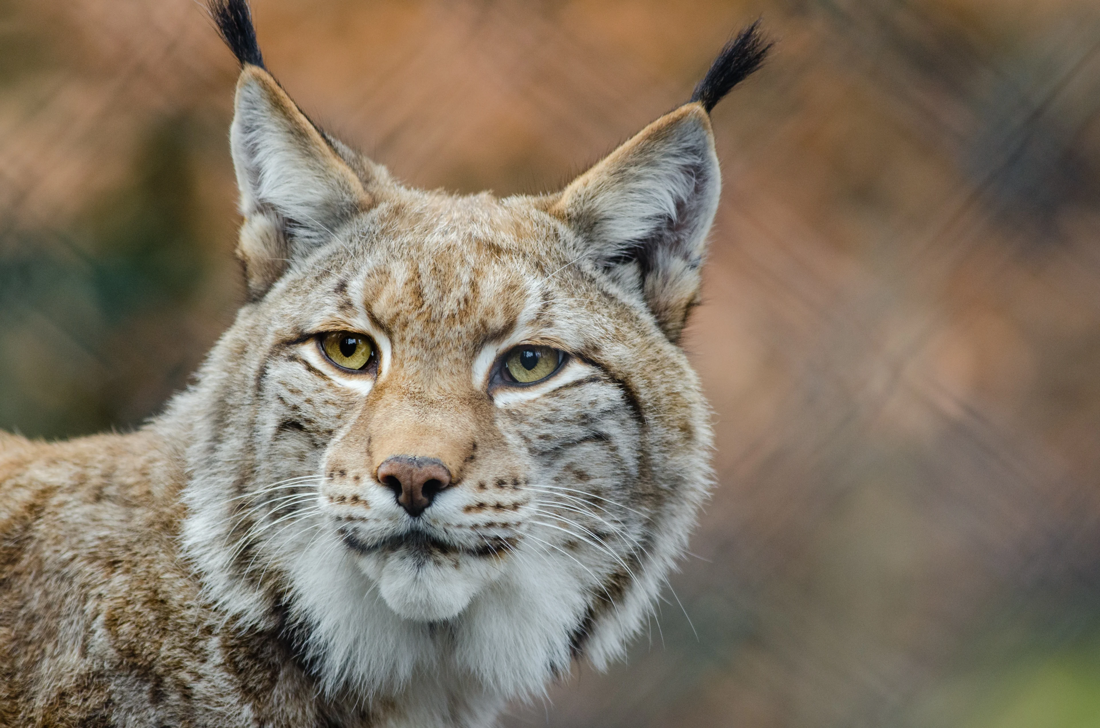 Lynx ontsnapt uit dierentuin, politie waarschuwt om dier niet te benaderen