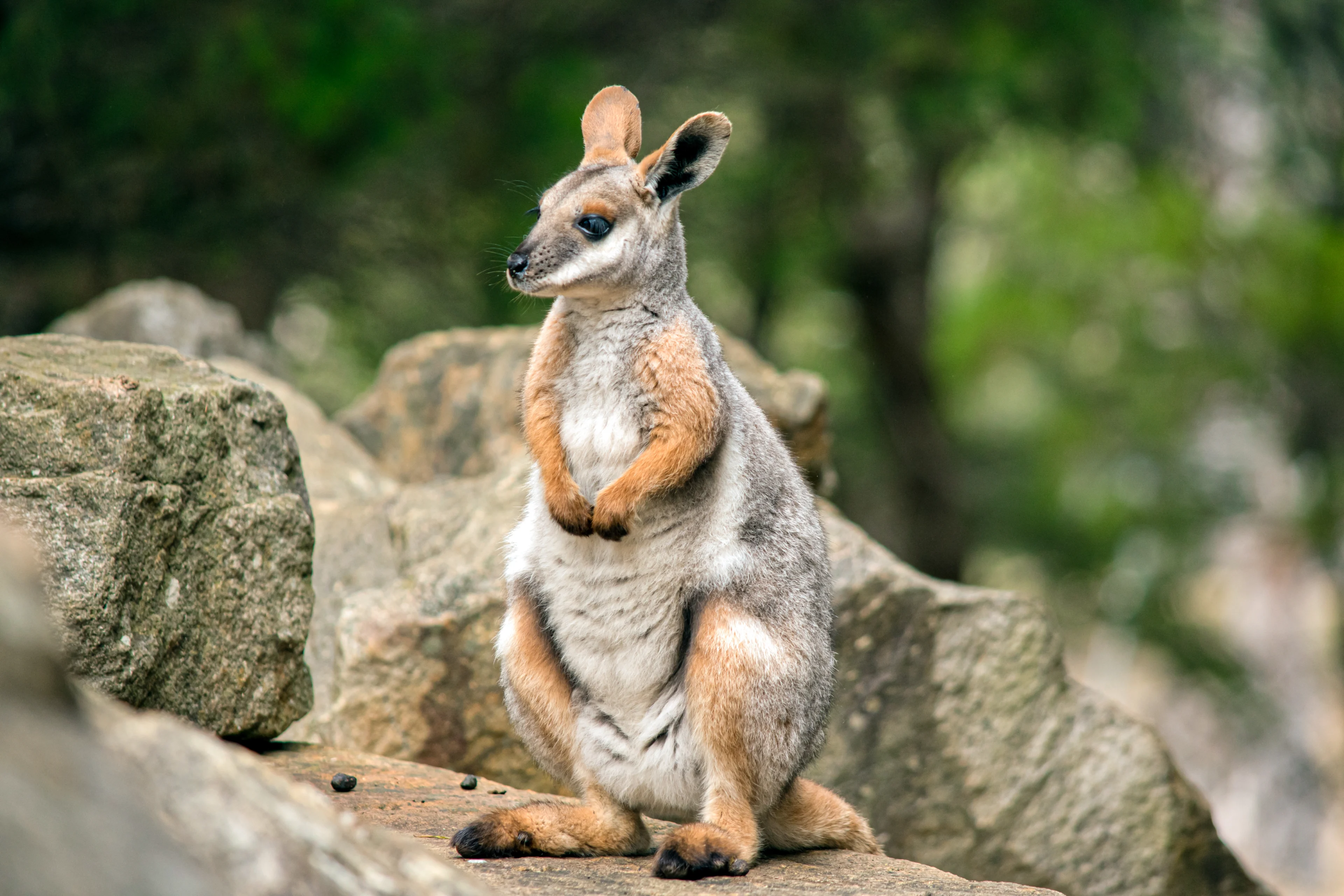 GaiaZOO verwelkomt nieuwe diersoort: de geelvoet-rotswallaby