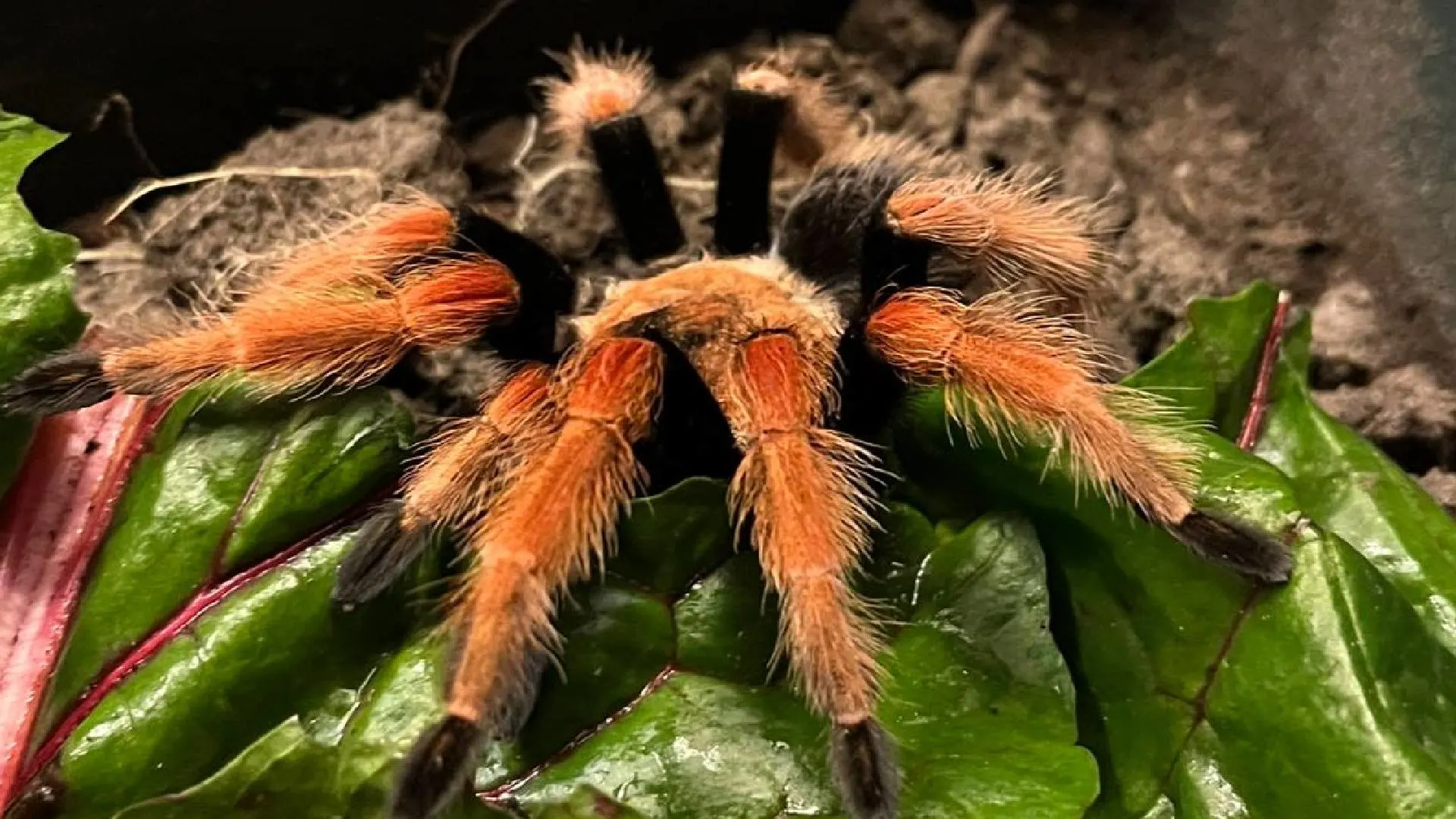 ZIEN: Mexicaanse vogelspin duikt op in achtertuin Harderwijk