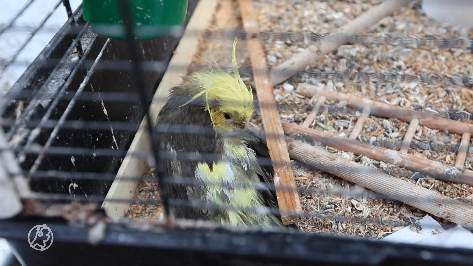 Valkparkiet met beschimmeld eten in kooi gevonden in Den Haag