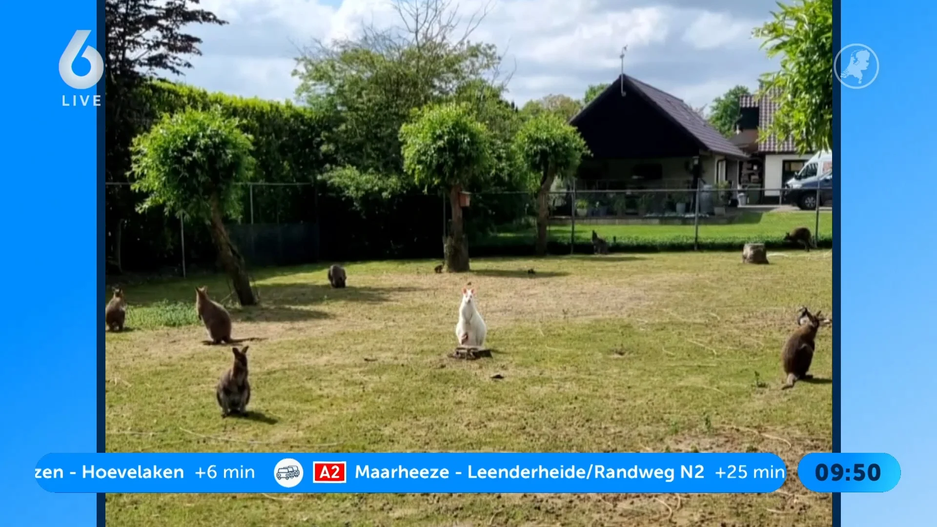 Ontsnapte wallaby houdt politie urenlang op de voet