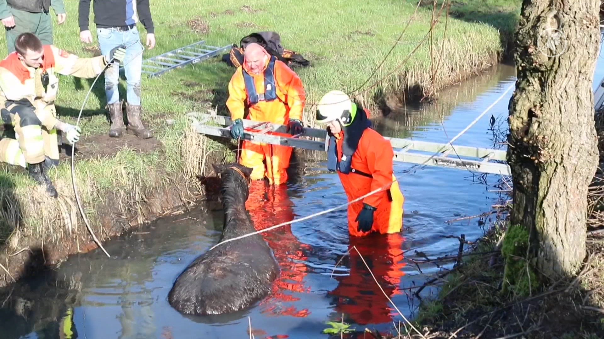 Brandweer en boer redden paard uit de sloot in Culemborg