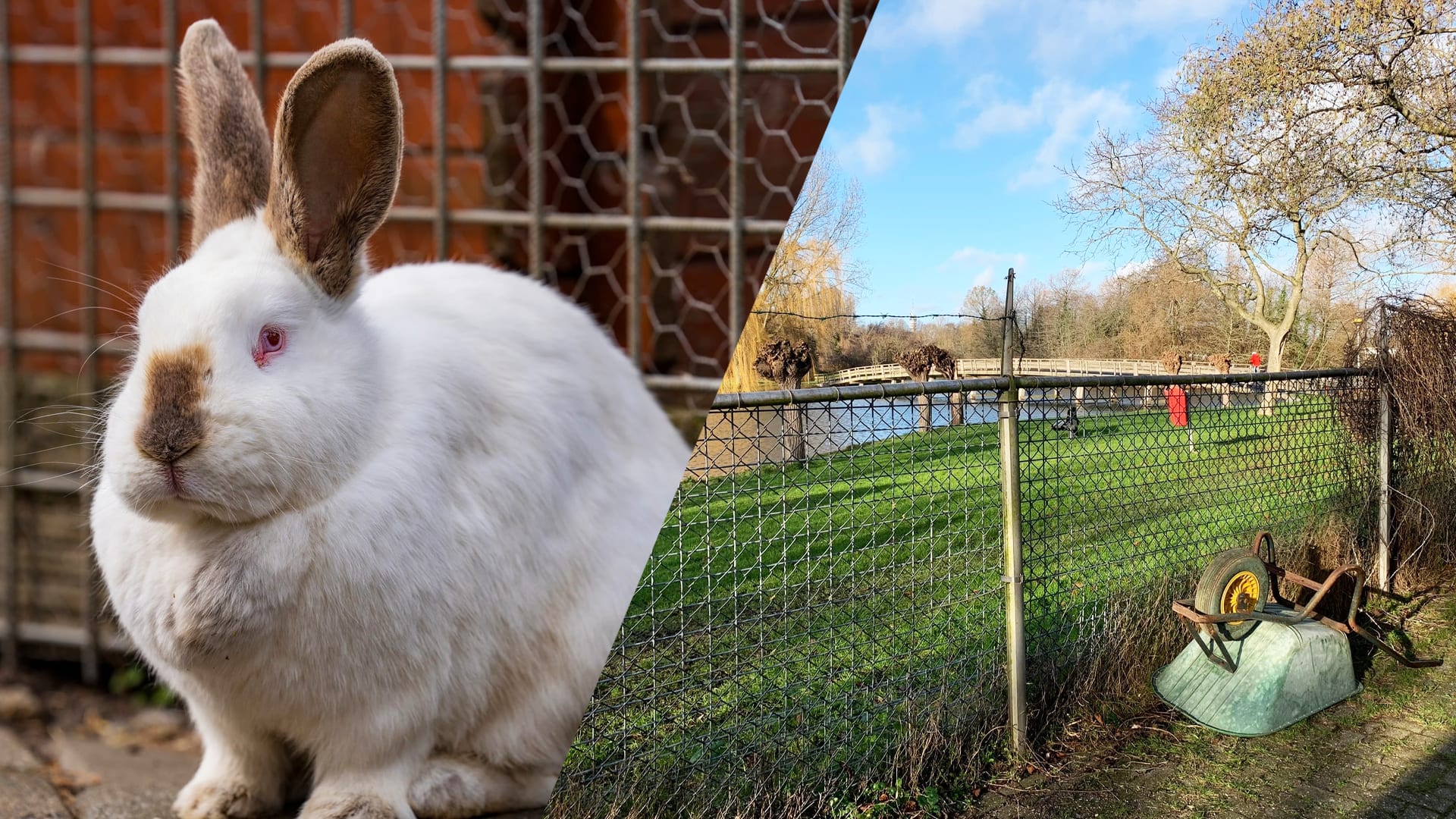 Hondsbrutale inbrekers slaan opnieuw toe om gestolen konijn om te wisselen