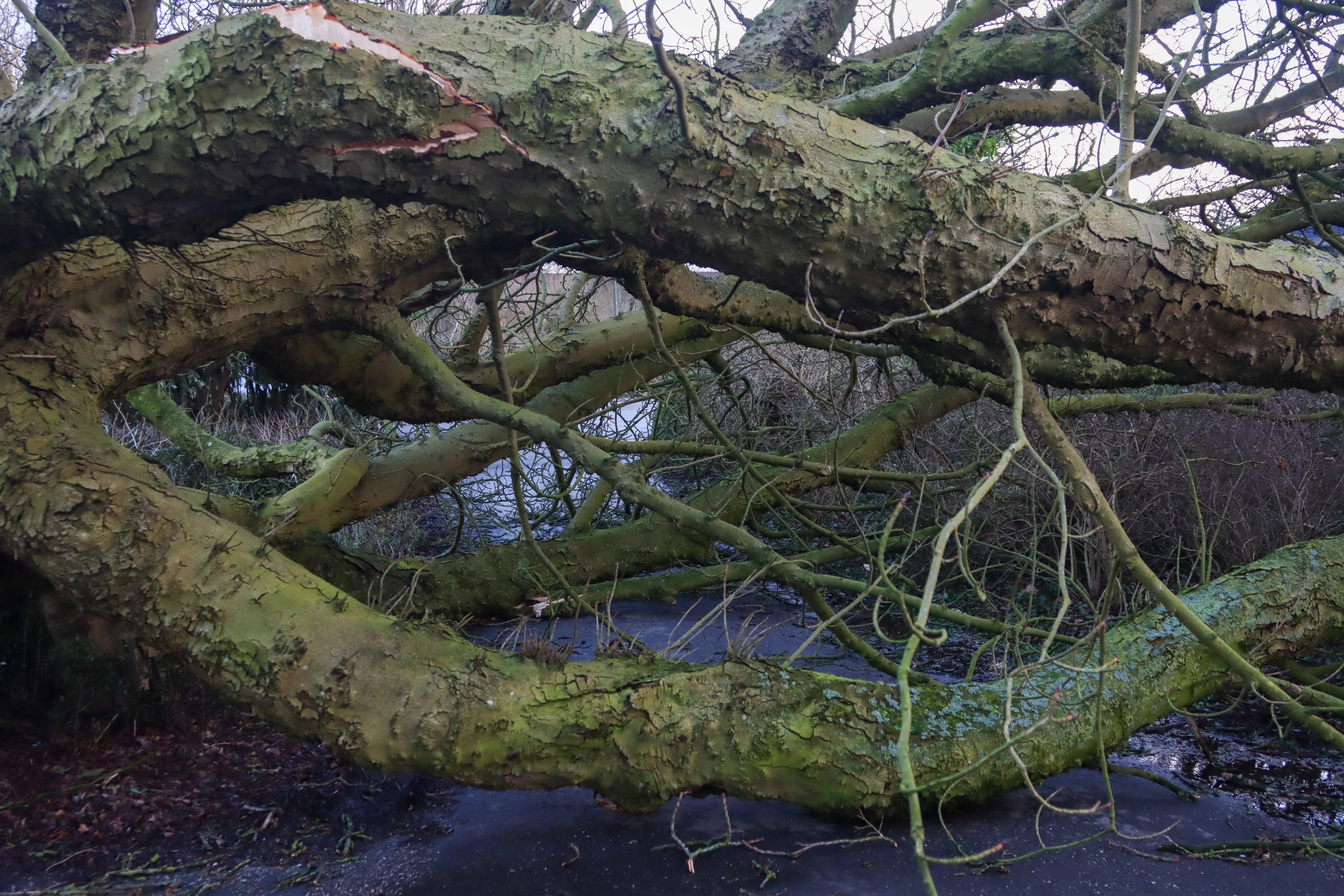 Storm Eunice eist nog een leven: man overleden nadat hij boom op zich kreeg