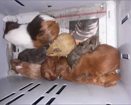 Zestien cavia's gedumpt op parkeerplaats: 'Helaas niet de eerste keer'