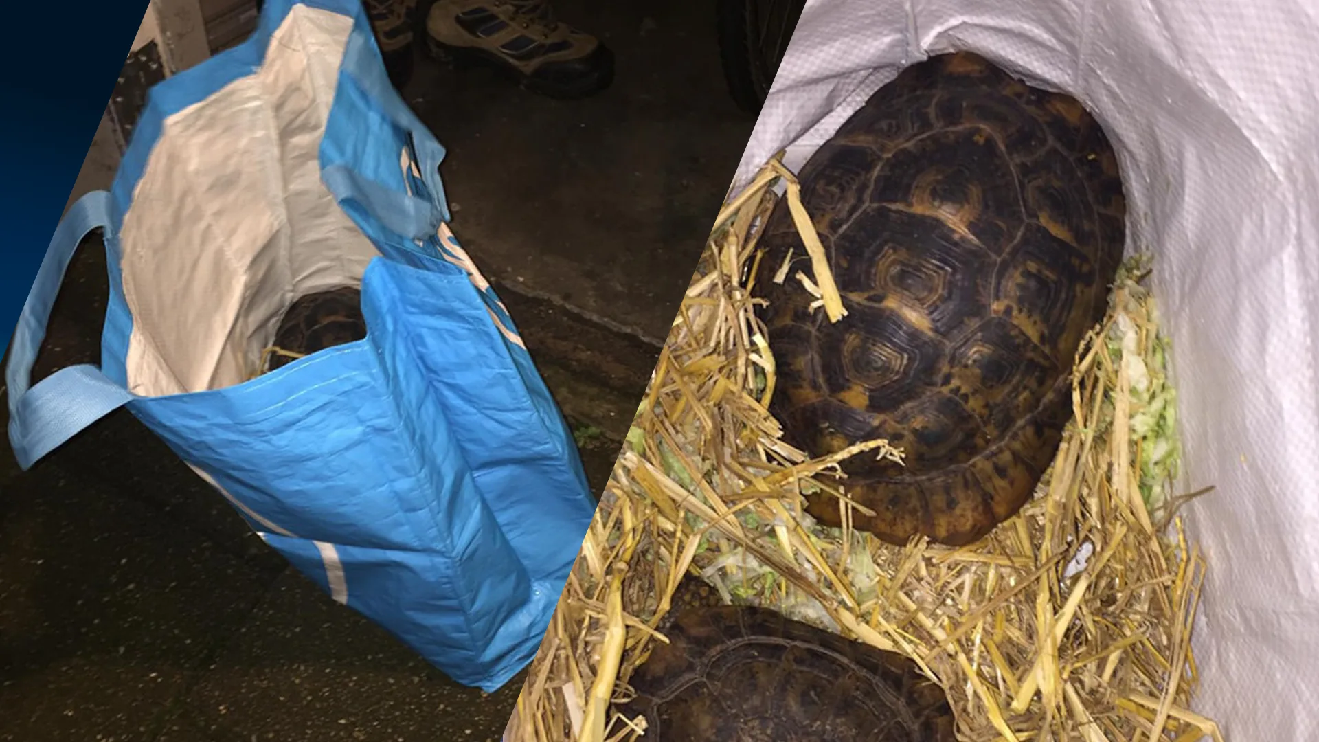 Schildpadden gedumpt in boodschappentas Boxmeer