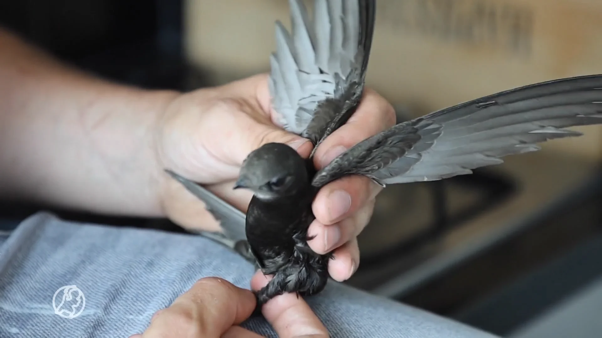 ZIEN: Gierzwaluw bevrijd nadat hij klem komt te zitten in afzuigkap