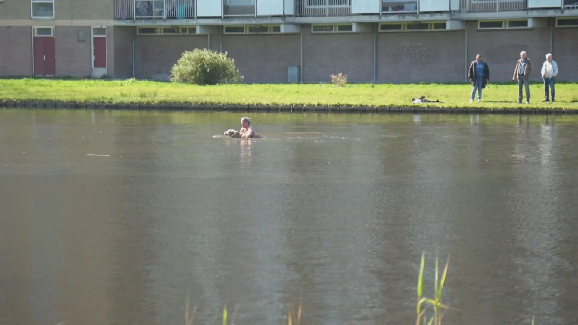 Held springt vijver in en redt hond die achter zwanen aanzit