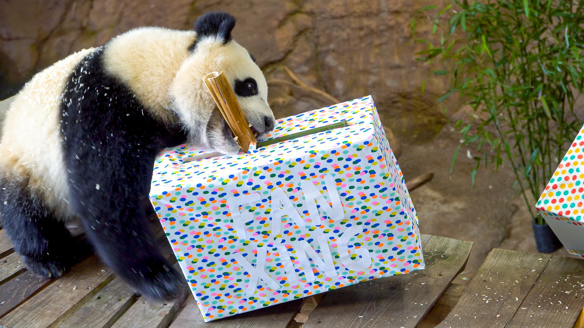 Feest in Ouwehands Dierenpark: reuzenpanda Fan Xing viert tweede verjaardag